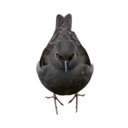 Least sandpiper
