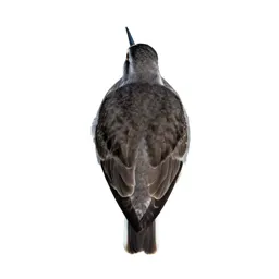 Lesser yellowlegs
