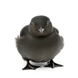 Little auk