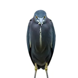 Little blue heron