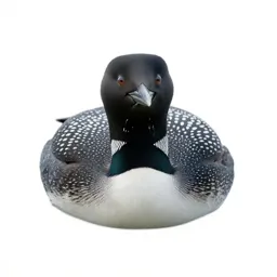 Loon