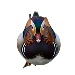Mandarin duck