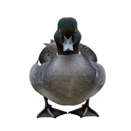 Merganser