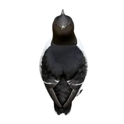 Murre