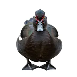 Muscovy duck