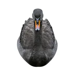 Mute swan