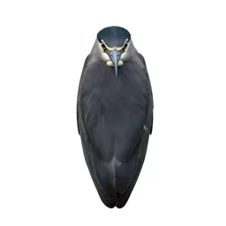 Night heron