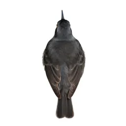 Northern phalarope