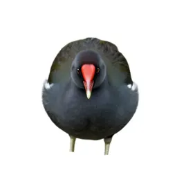 Notornis
