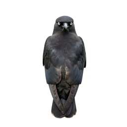 Parasitic jaeger