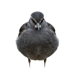 Pectoral sandpiper