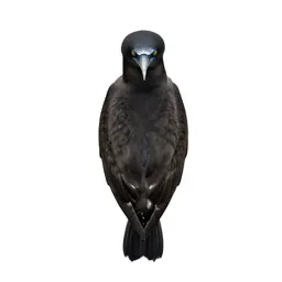 Pelagic bird