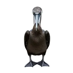 Pelecaniform seabird