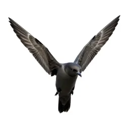 Petrel