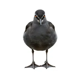 Phalarope