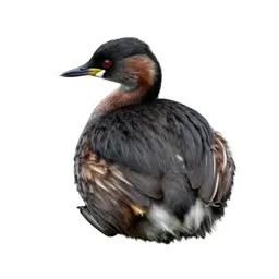 Pied-billed grebe