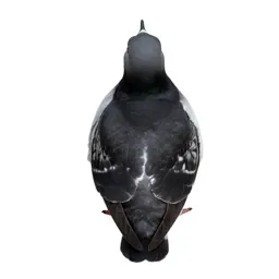 Pigeon guillemot