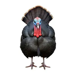 Plain turkey