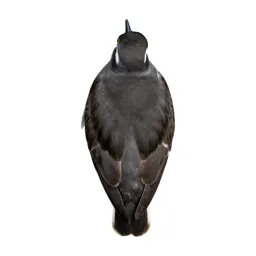 Plover