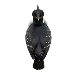 Podicipitiform seabird
