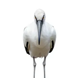 Policeman bird