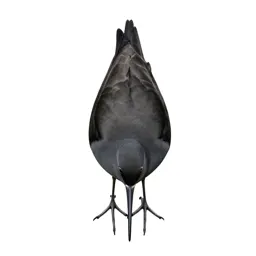 Pratincole
