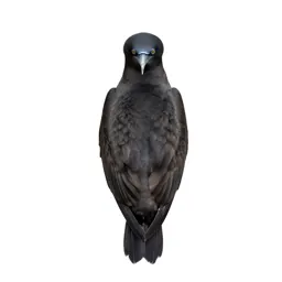 Procellariiform seabird