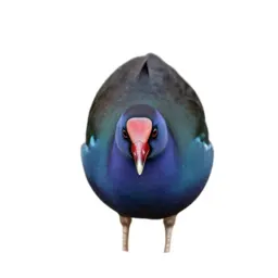 Purple gallinule