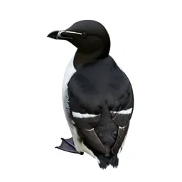 Razorbill