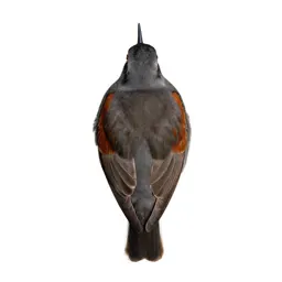 Red-backed sandpiper