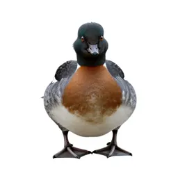 Red-breasted merganser