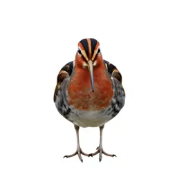 Red-breasted snipe