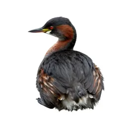 Red-necked grebe