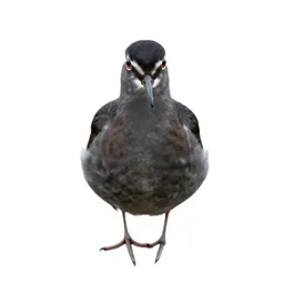 Red phalarope