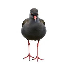 Redshank