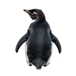 Rock hopper