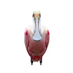 Roseate spoonbill