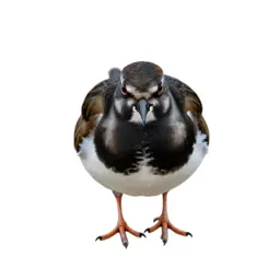 Ruddy turnstone