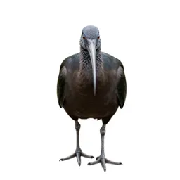 Sacred ibis