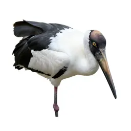 Saddlebill