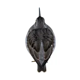Sandpiper