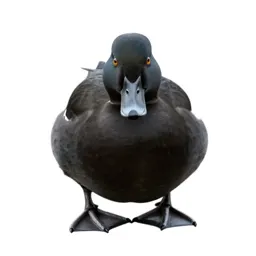 Scoter