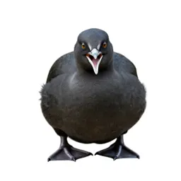 Screamer