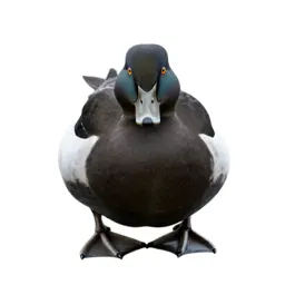 Sea duck