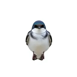 Sea swallow