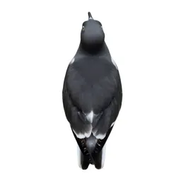 Seabird