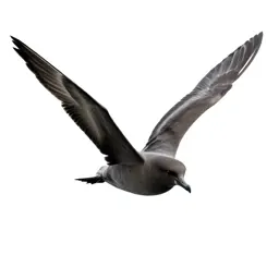 Shearwater