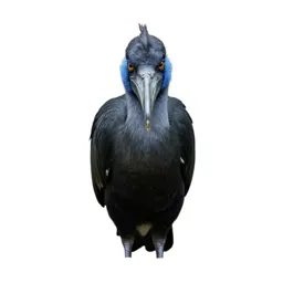 Shoebill