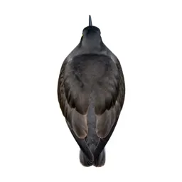 Shorebird