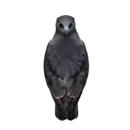 Skua
